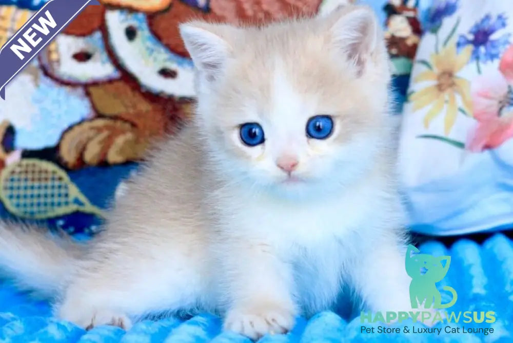 Velvet British Shorthair male blue golden chinchilla - live animals