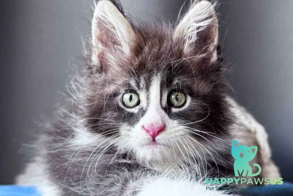 Velvet Fang Maine Coon male blue tabby bicolour - live animals