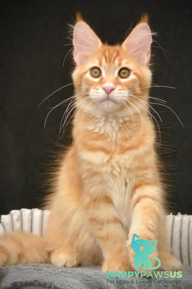 Velvet Maine Coon male red tabby - live animals