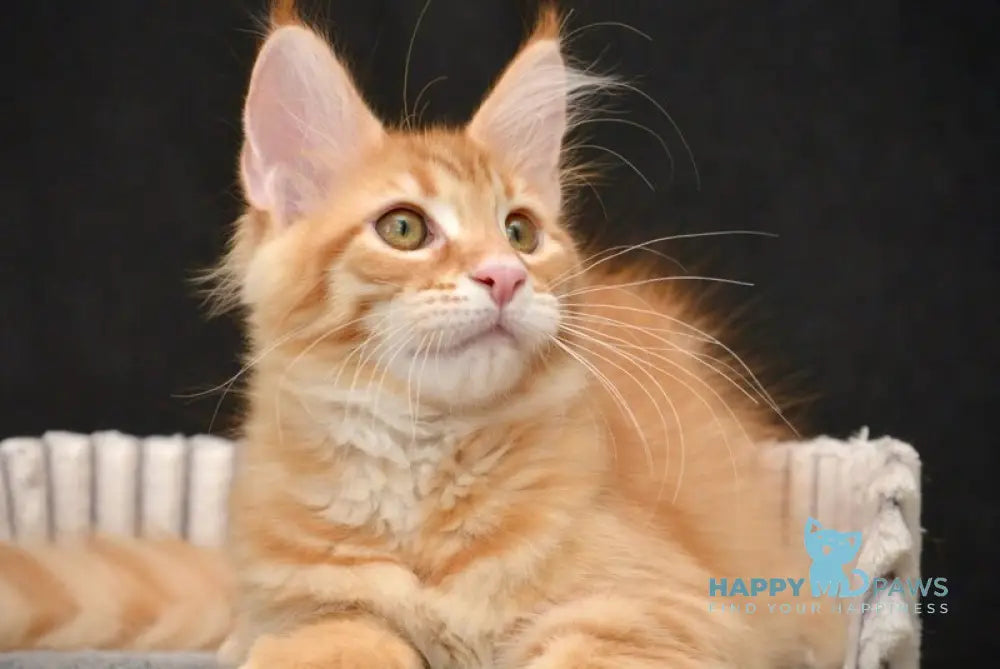 Velvet Maine Coon male red tabby - live animals