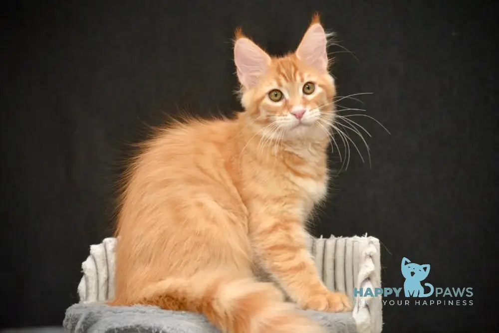 Velvet Maine Coon male red tabby - live animals