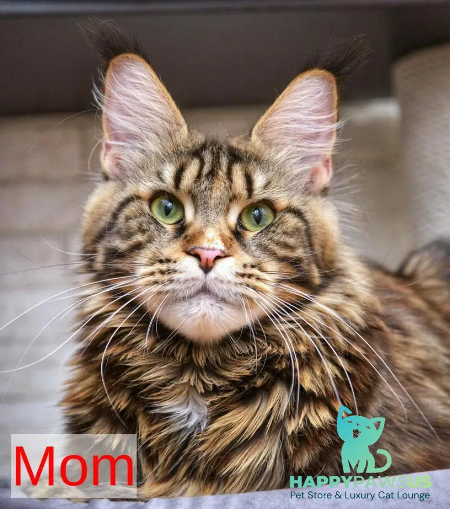 Velvet Maine Coon male red tabby - live animals