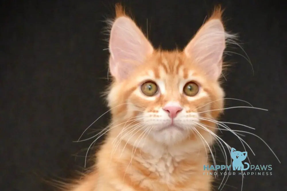 Velvet Maine Coon male red tabby - live animals