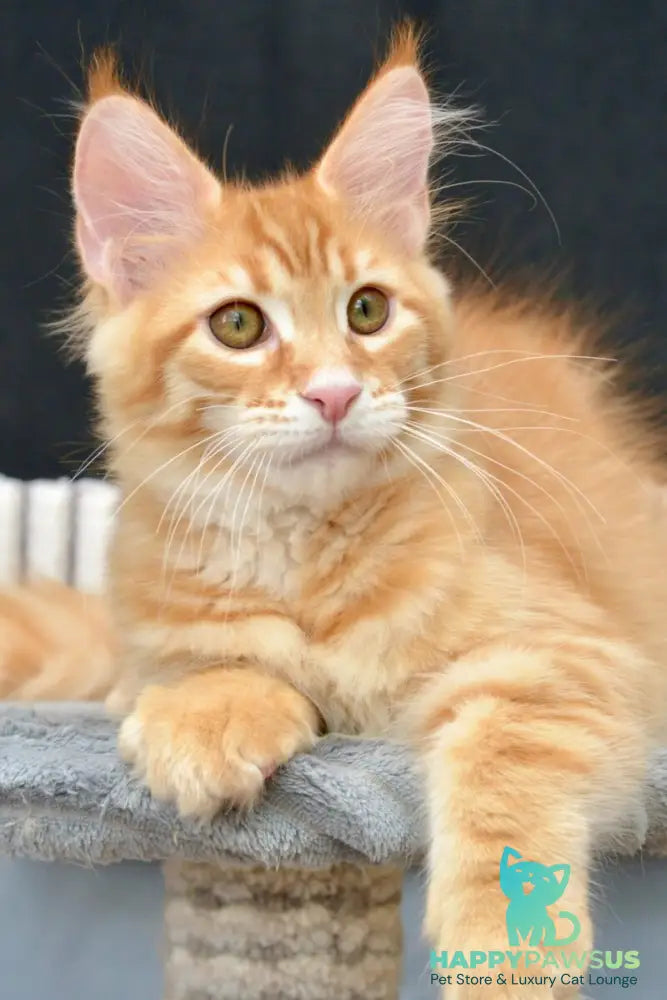 Velvet Maine Coon male red tabby - live animals
