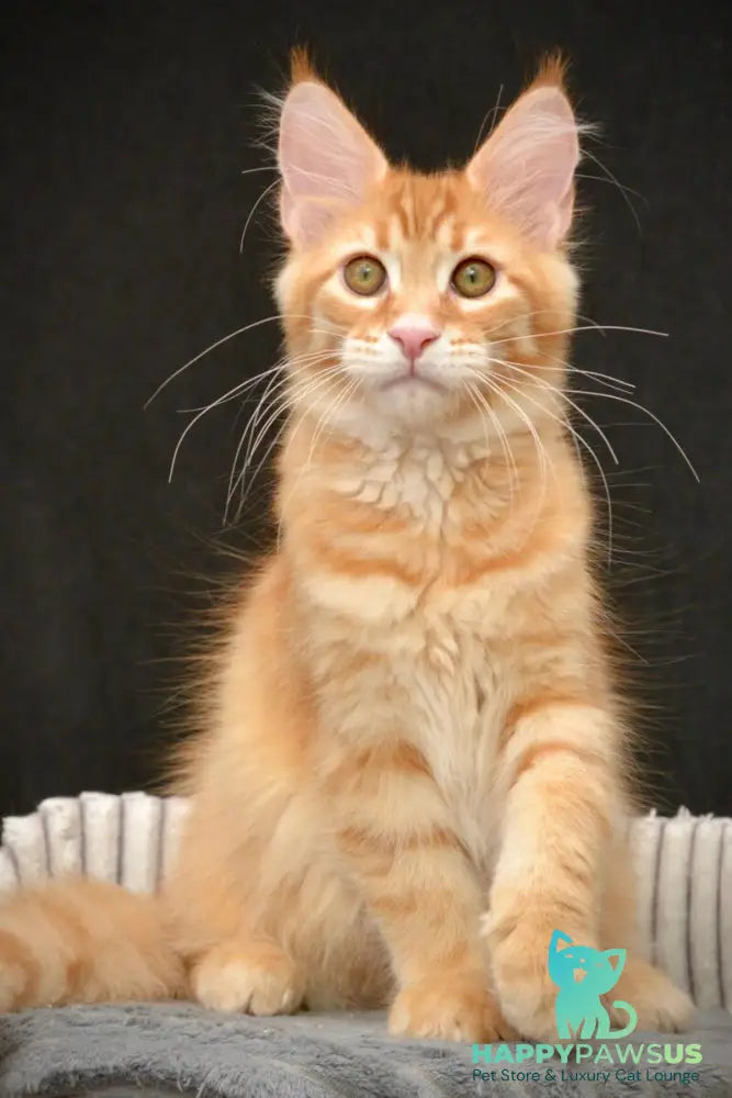 Velvet Maine Coon male red tabby - live animals