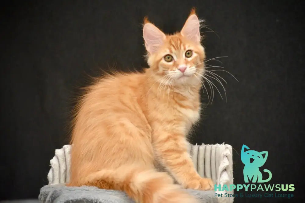 Velvet Maine Coon male red tabby - live animals