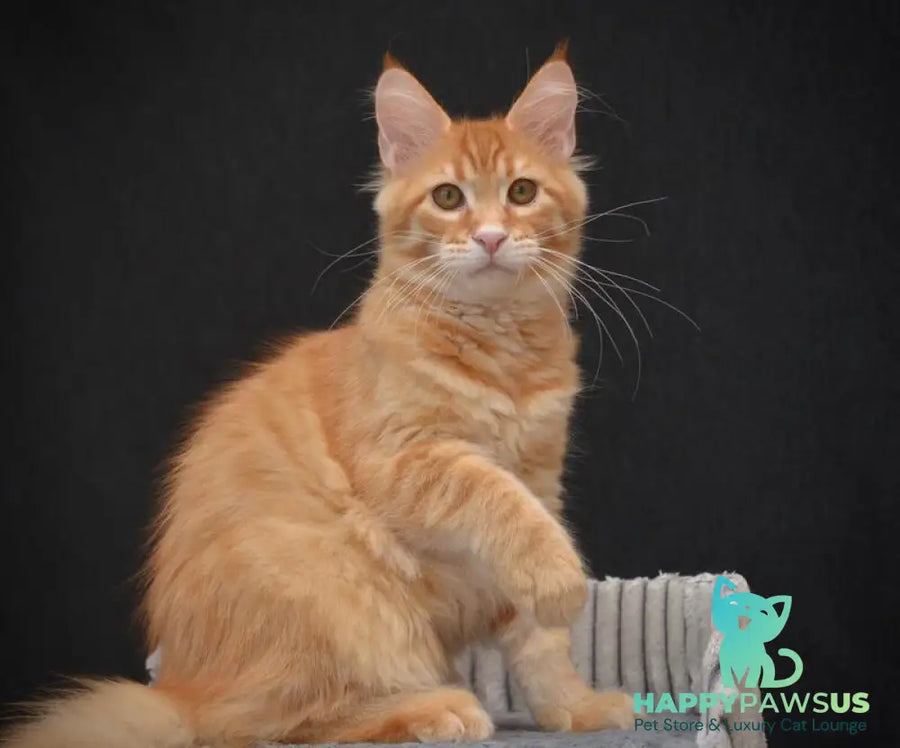Velvet Maine Coon male red tabby - live animals
