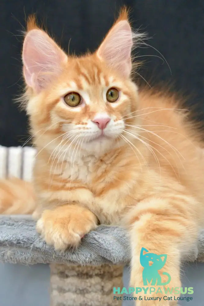 Velvet Maine Coon male red tabby - live animals