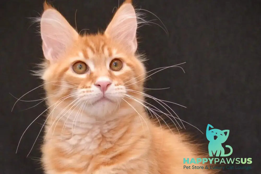 Velvet Maine Coon male red tabby - live animals