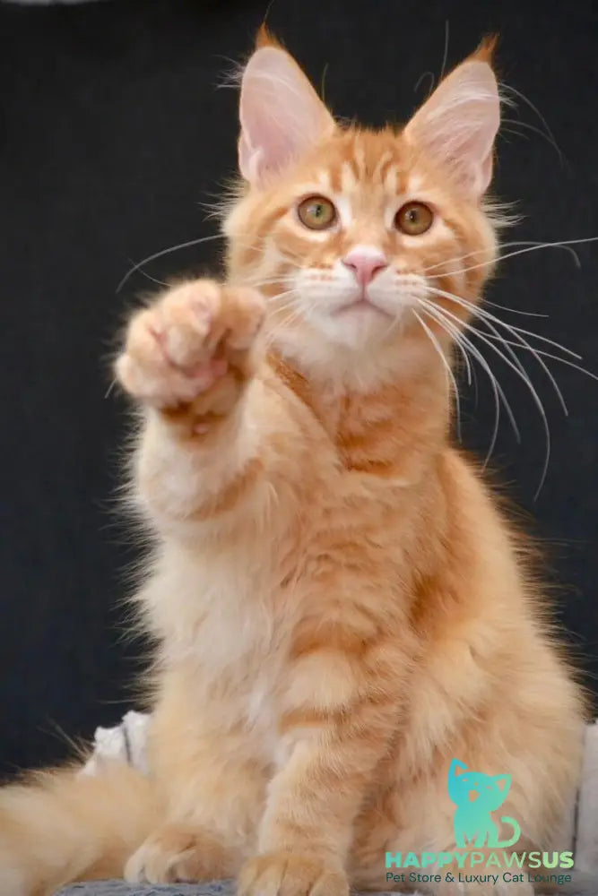Velvet Maine Coon male red tabby - live animals