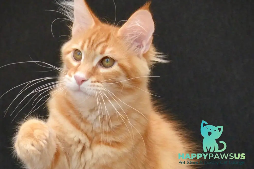 Velvet Maine Coon male red tabby - live animals