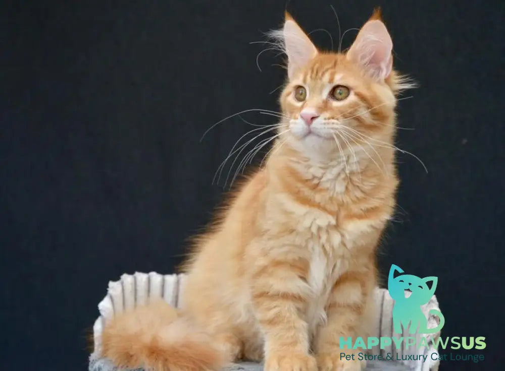 Velvet Maine Coon male red tabby - live animals