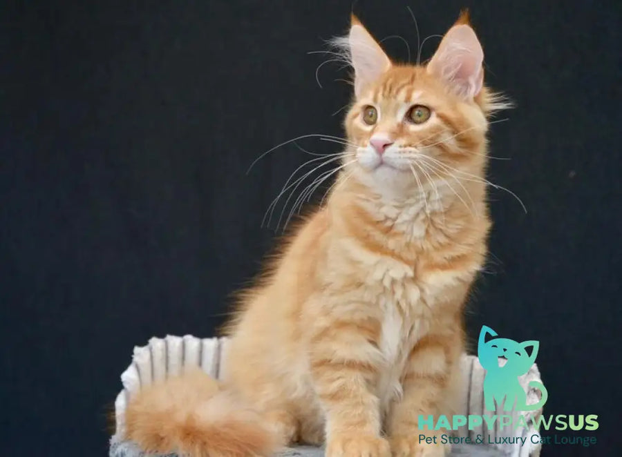 Velvet Maine Coon male red tabby - live animals