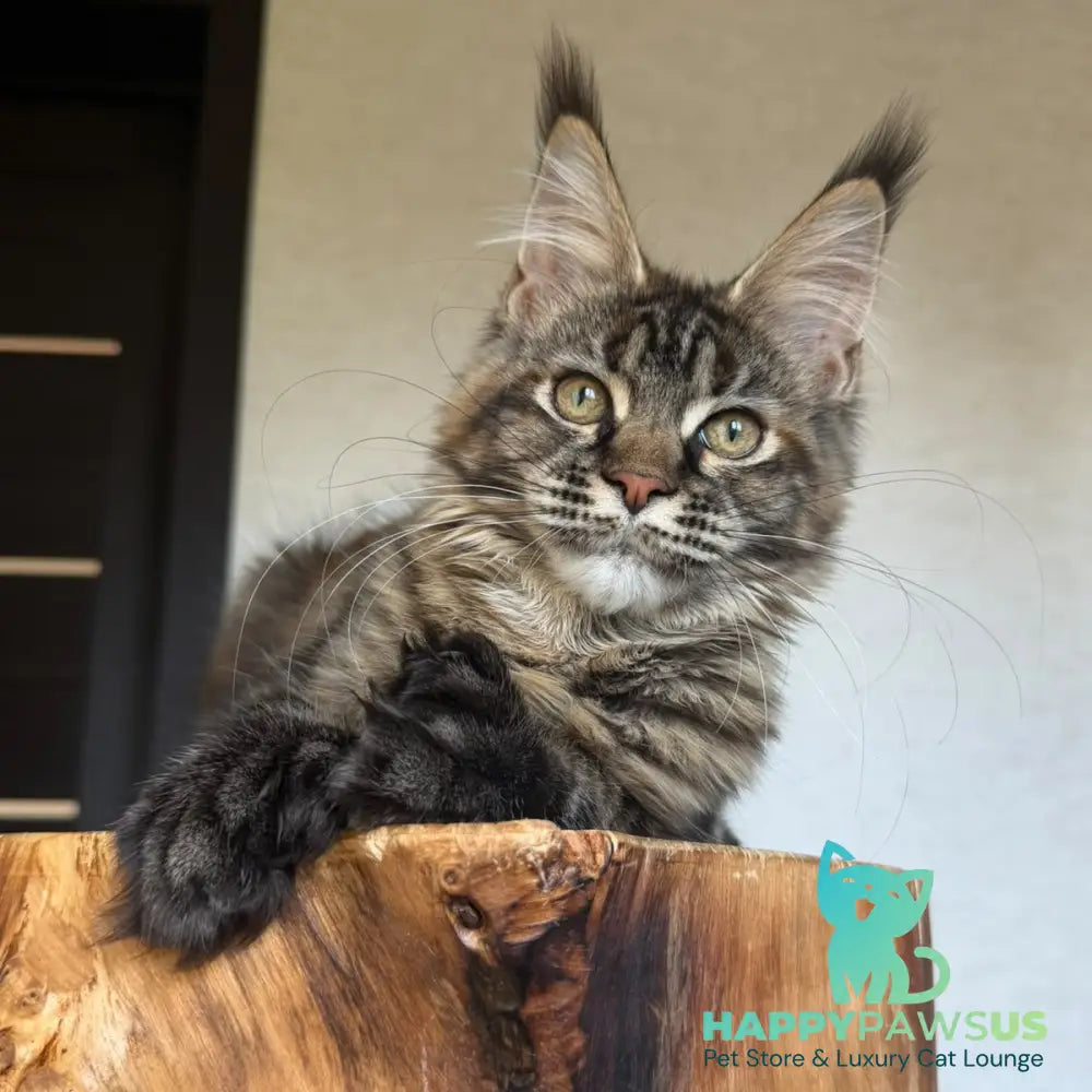 Venalisa Maine Coon female black tortie tabby - live animals
