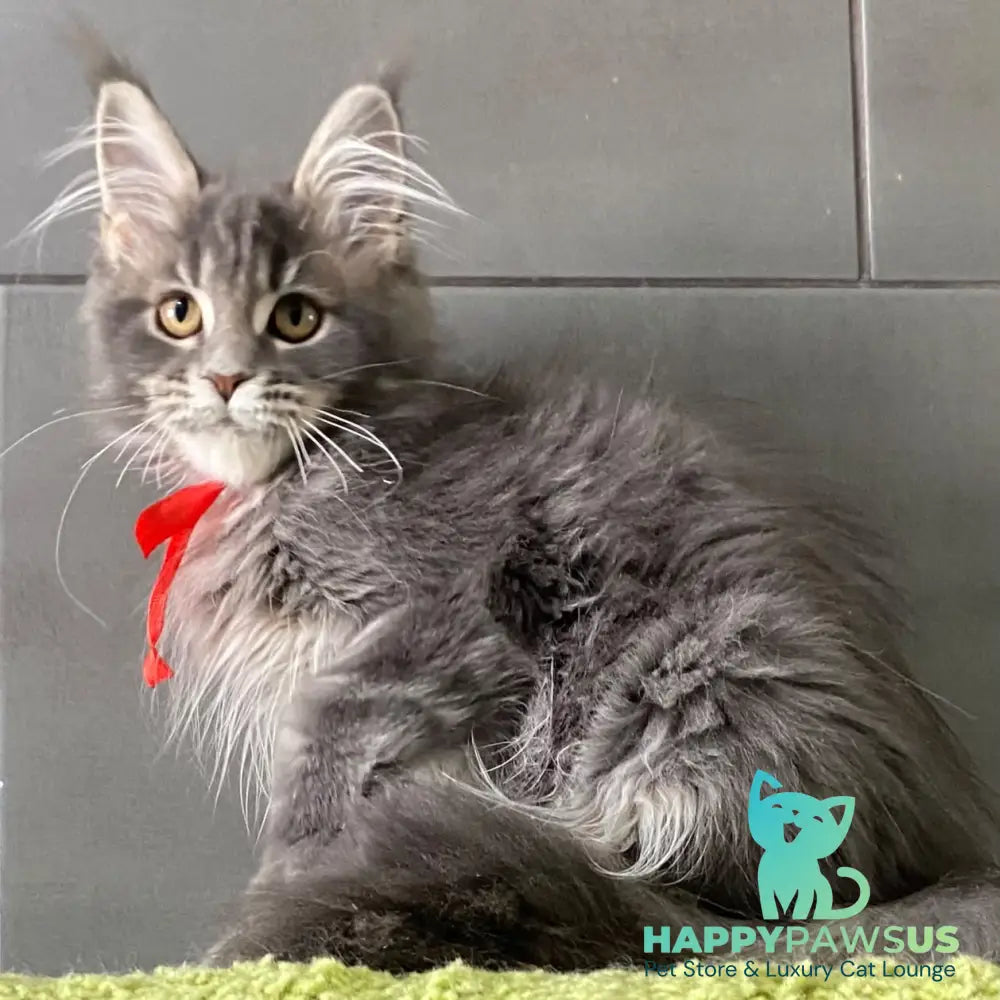 Vendy Maine Coon female blue tabby - live animals