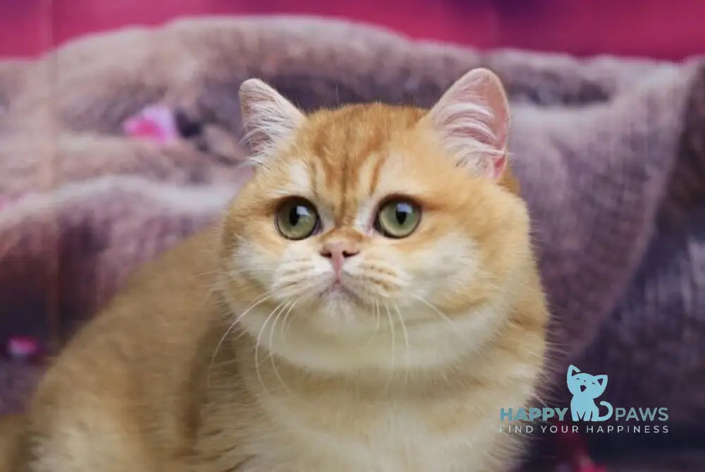 Venera British Shorthair female black golden chinchilla live animals