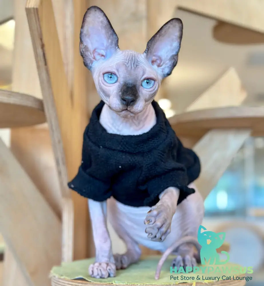 Venera Canadian Sphynx female tortie seal pointed - live animals