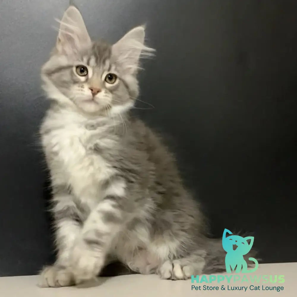 Venezia Maine Coon female black silver tabby - live animals