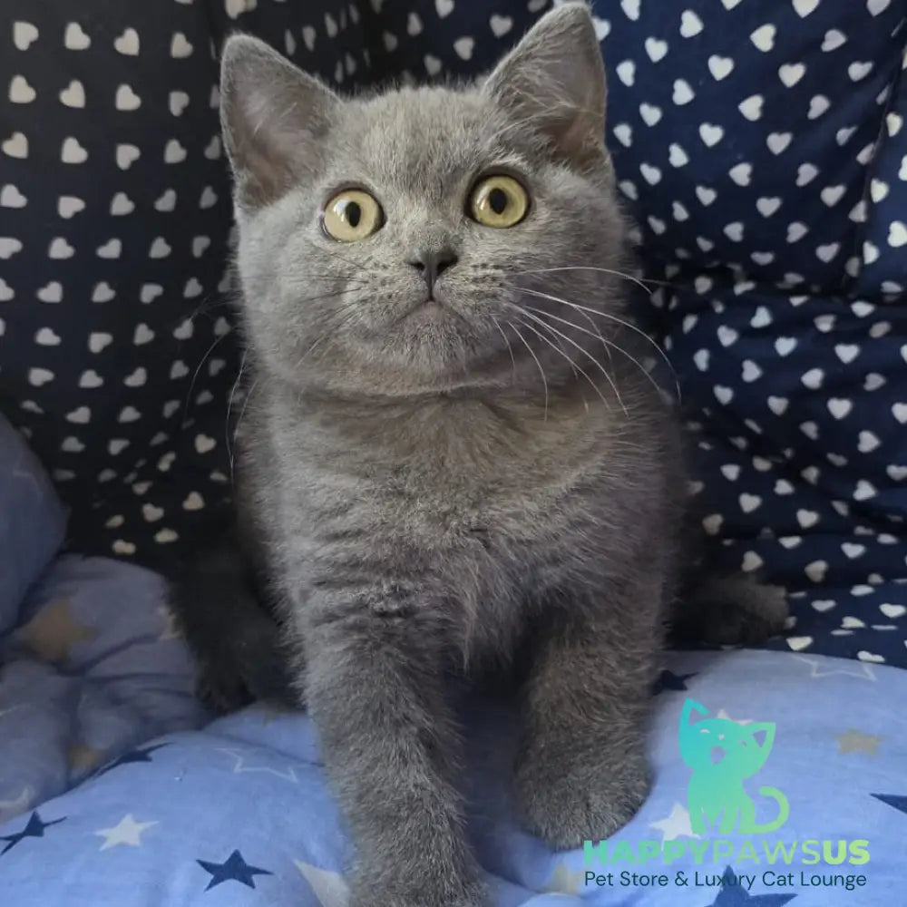 Veniamin British Shorthair male blue - live animals
