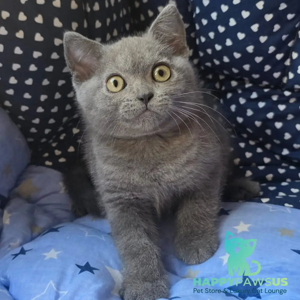 Veniamin British Shorthair male blue - live animals