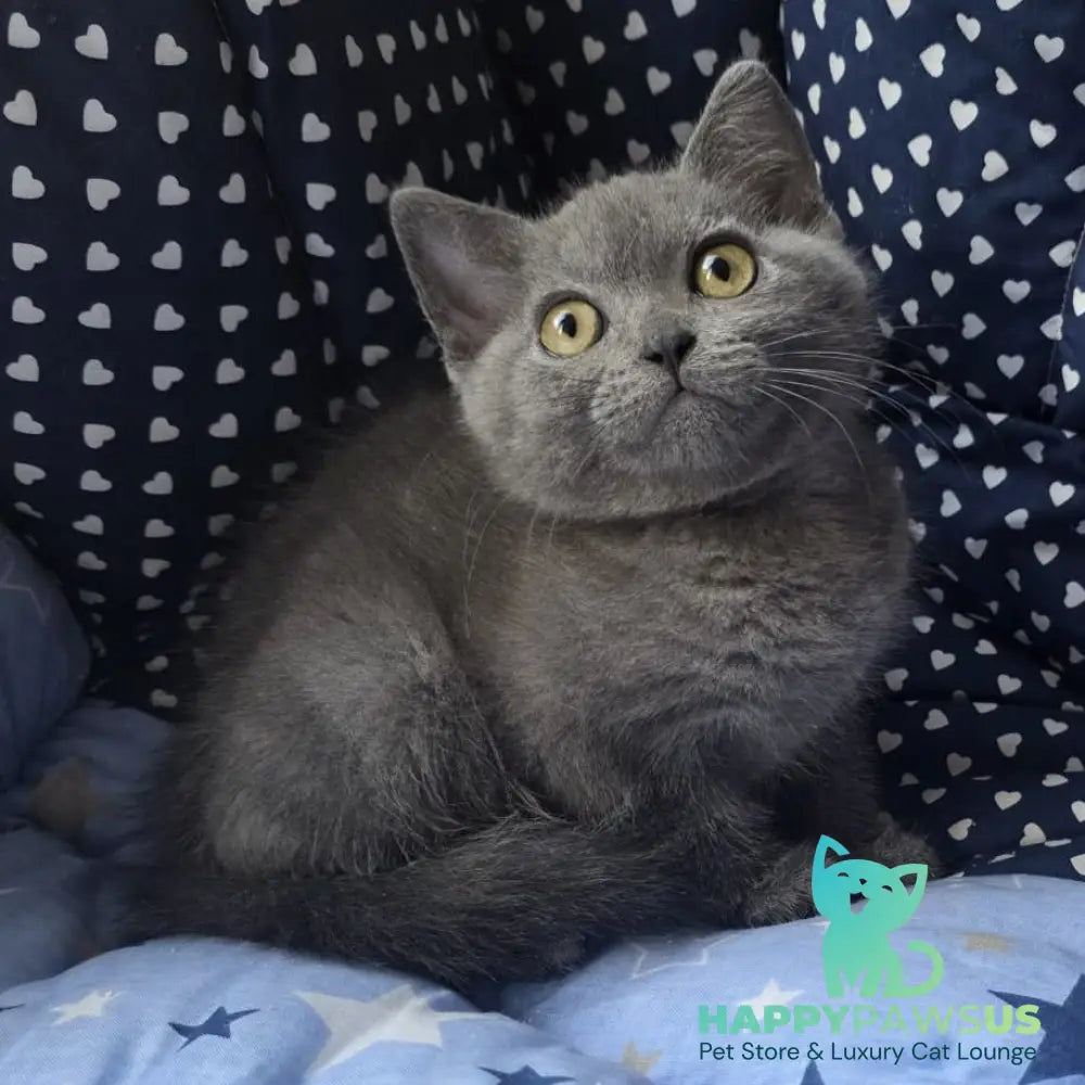 Veniamin British Shorthair male blue - live animals