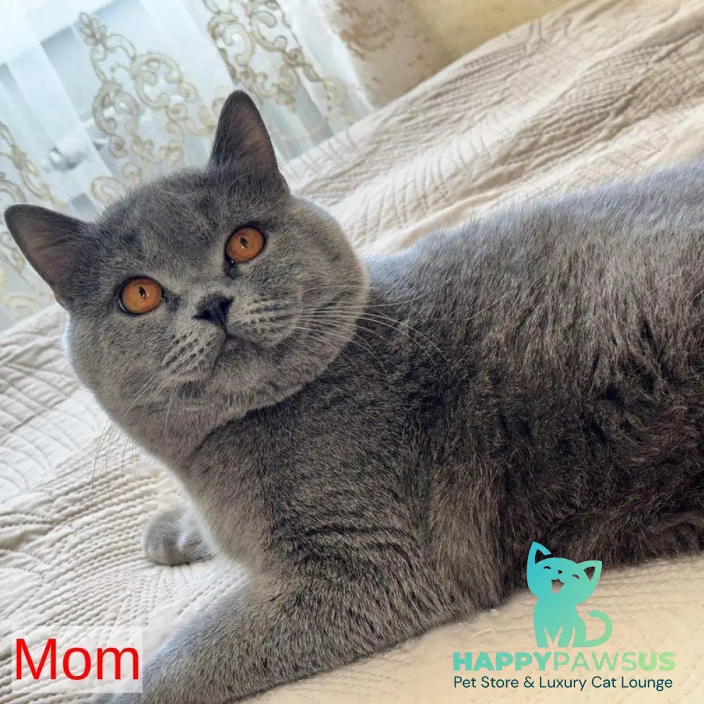 Veniamin British Shorthair male blue - live animals