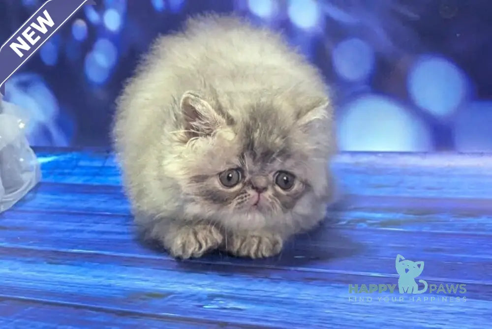 Veniamin Persian male blue tabby live animals