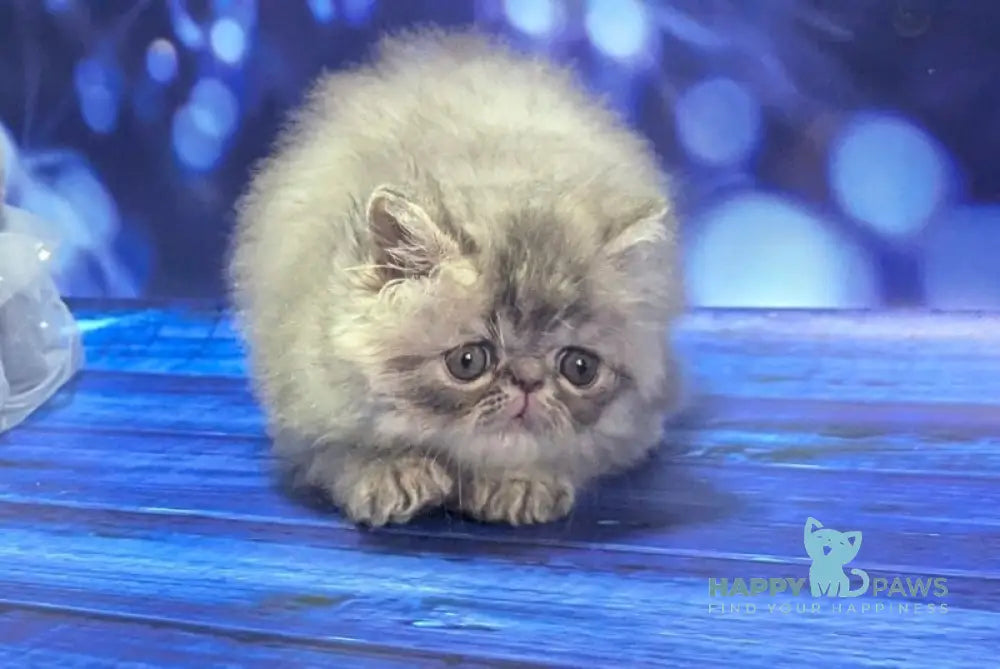 Veniamin Persian male blue tabby live animals