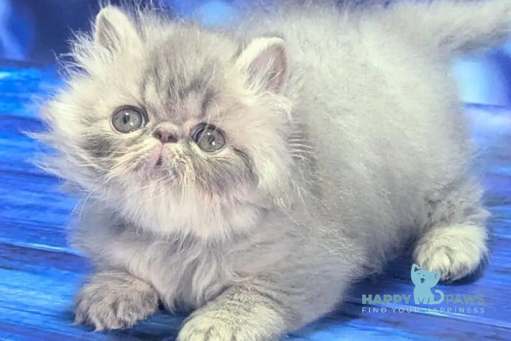 Veniamin Persian male blue tabby live animals