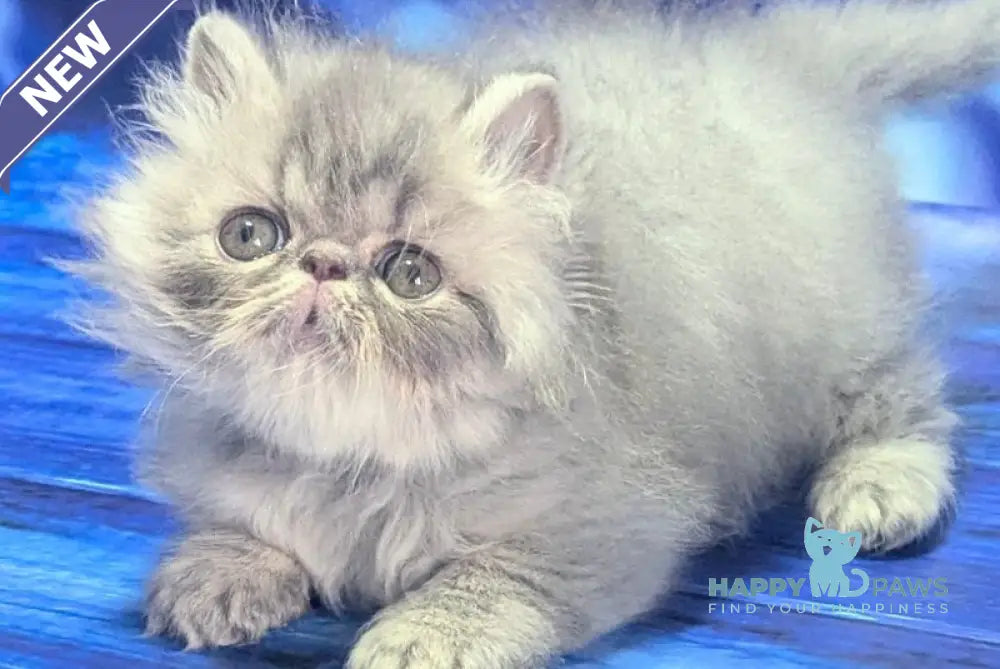 Veniamin Persian male blue tabby live animals
