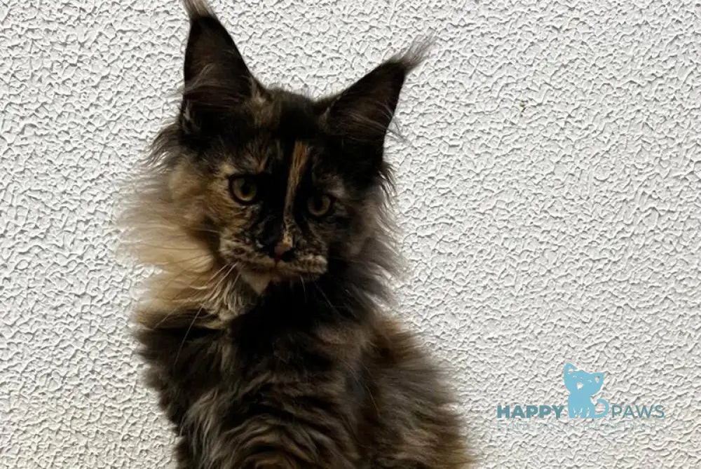 Venice Maine Coon female black tortie live animals