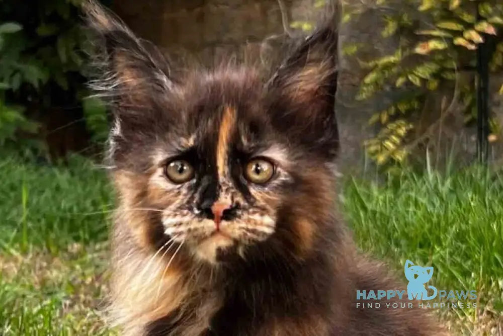 Veniceloria Maine Coon female black tortie live animals