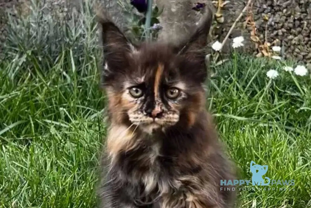 Veniceloria Maine Coon female black tortie live animals