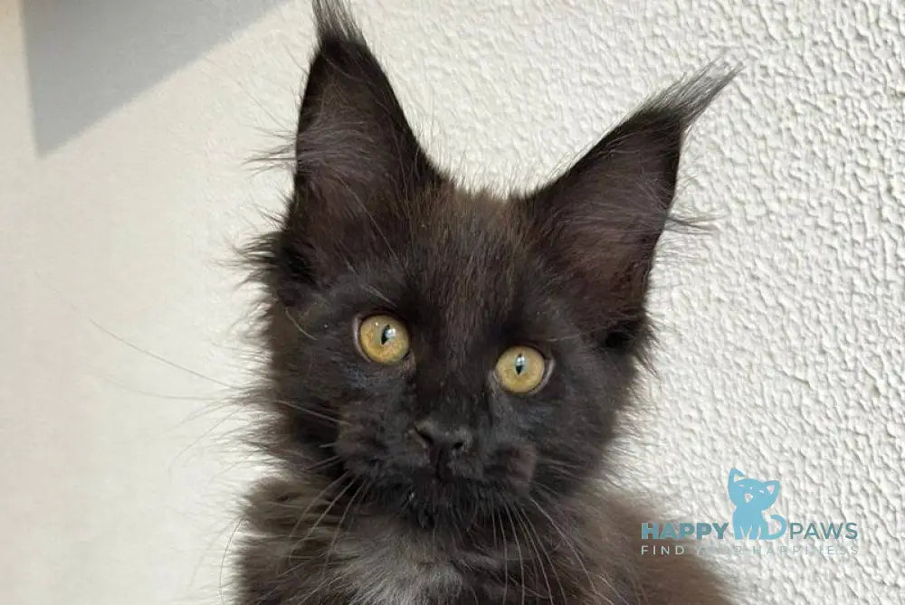 Venom Maine Coon male black live animals