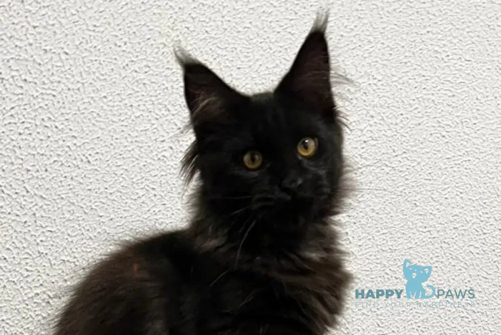 Venom Maine Coon male black live animals