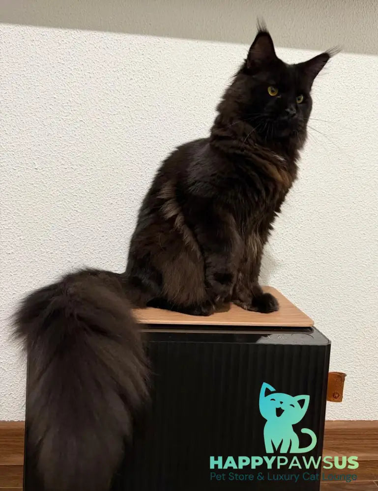 Venom Maine Coon male black with white live animals