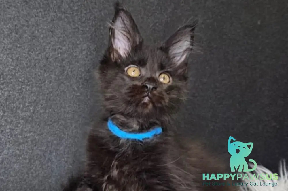 Venom Maine Coon male black with white live animals