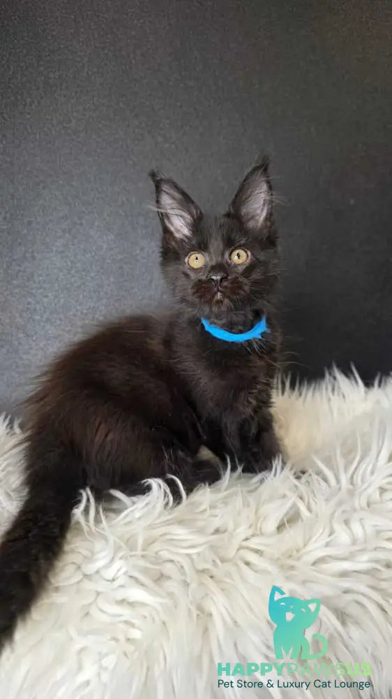 Venom Maine Coon male black with white live animals