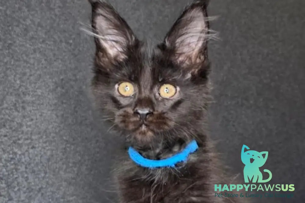 Venom Maine Coon male black with white live animals