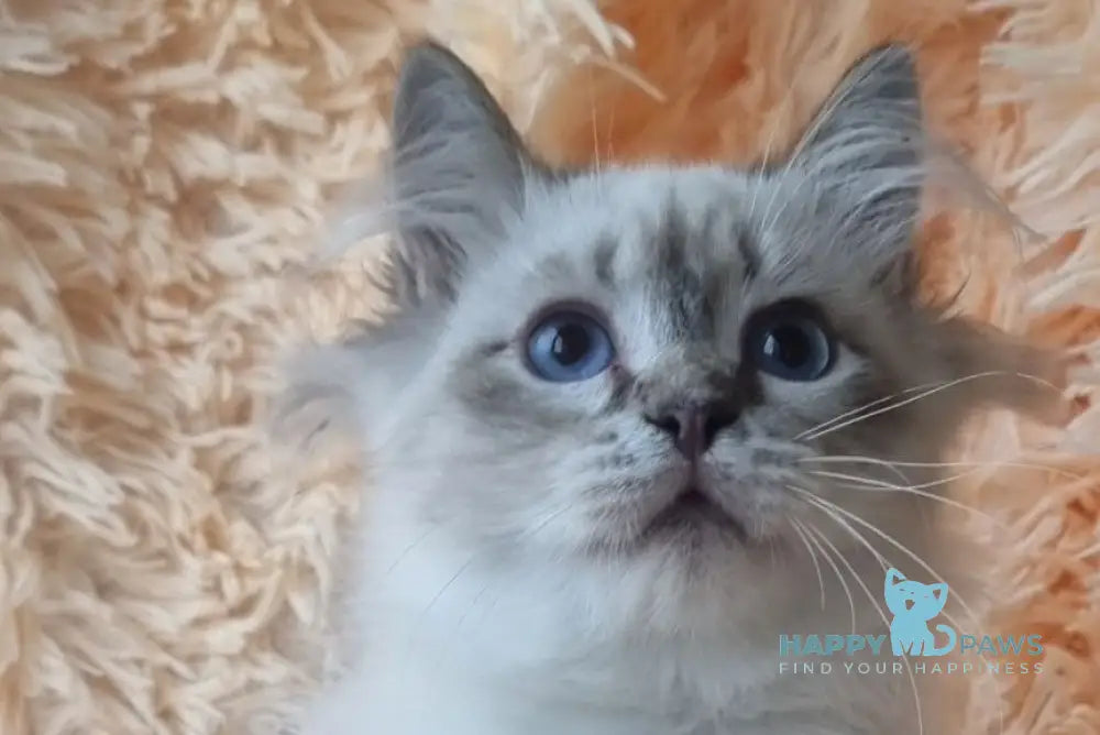 Vensant Siberian male black tabby pointed live animals