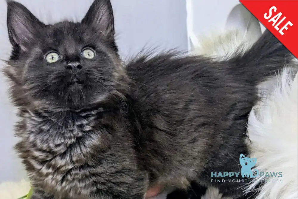 Ventura Maine Coon female black - live animals