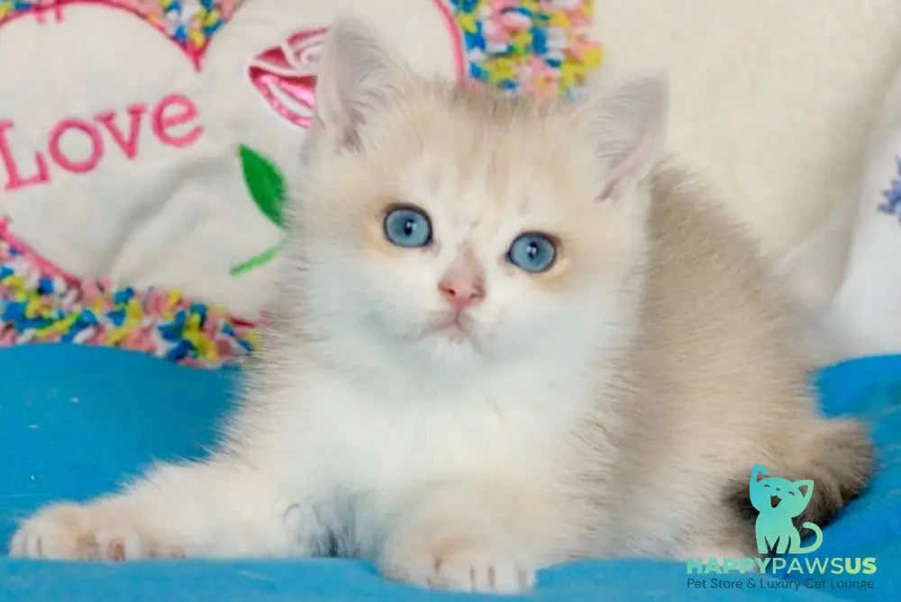 Venus British Shorthair male blue golden chinchilla - live animals
