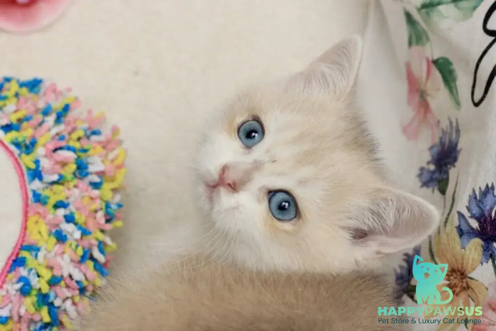 Venus British Shorthair male blue golden chinchilla - live animals