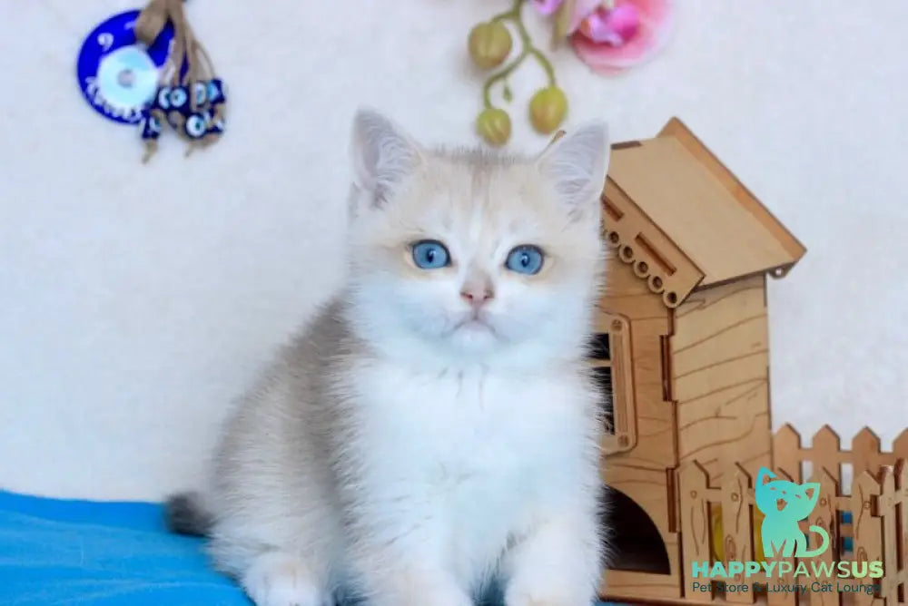 Venus British Shorthair male blue golden chinchilla - live animals