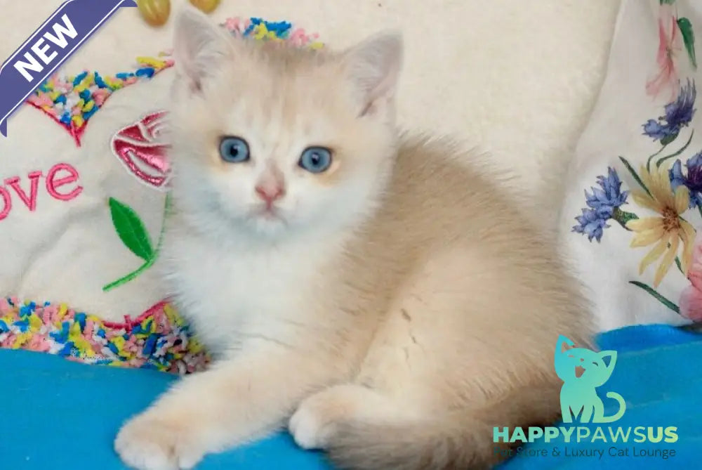 Venus British Shorthair male blue golden chinchilla - live animals