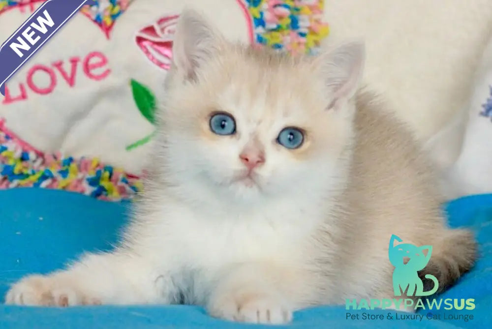 Venus British Shorthair male blue golden chinchilla - live animals