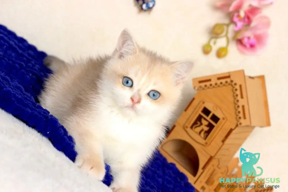 Venus British Shorthair male blue golden chinchilla - live animals