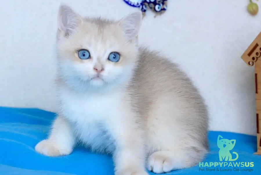 Venus British Shorthair male blue golden chinchilla - live animals