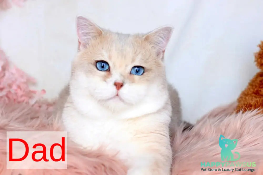 Venus British Shorthair male blue golden chinchilla - live animals