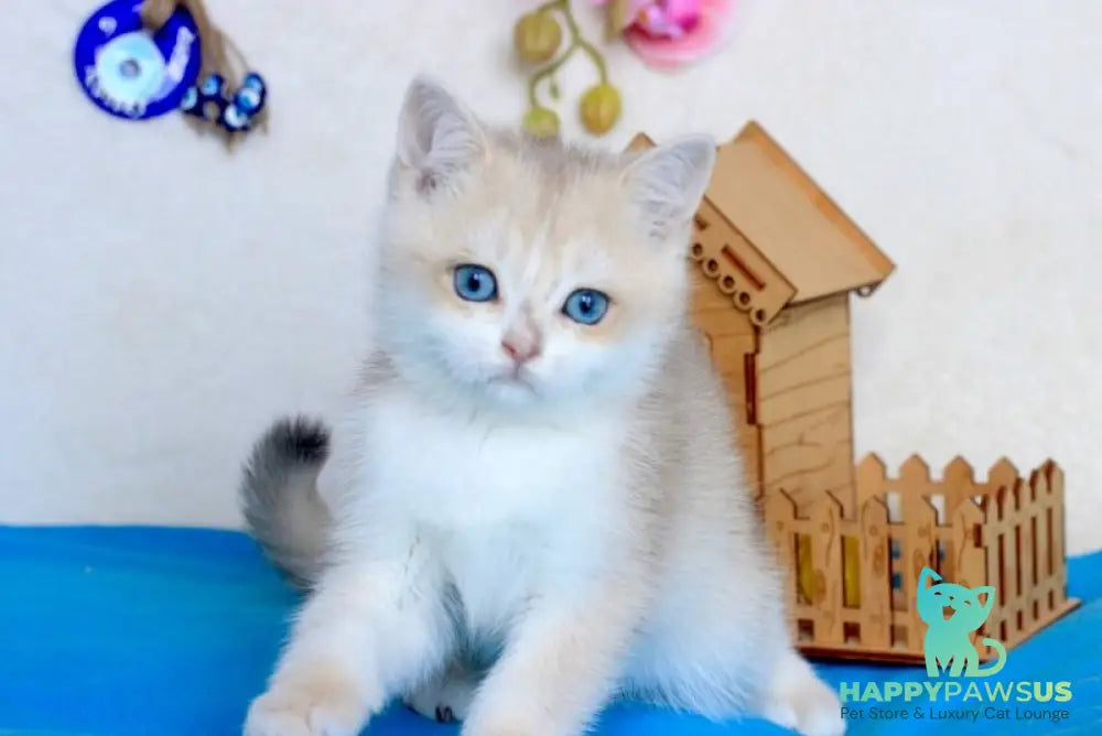 Venus British Shorthair male blue golden chinchilla - live animals